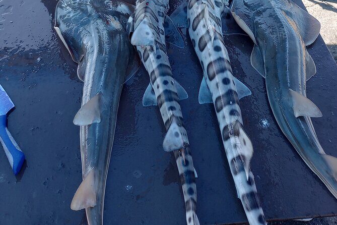 Bay Area Pier Fishing: Sturgeon, Sharks, and Stingray Hunt - Who Should Book This Tour?