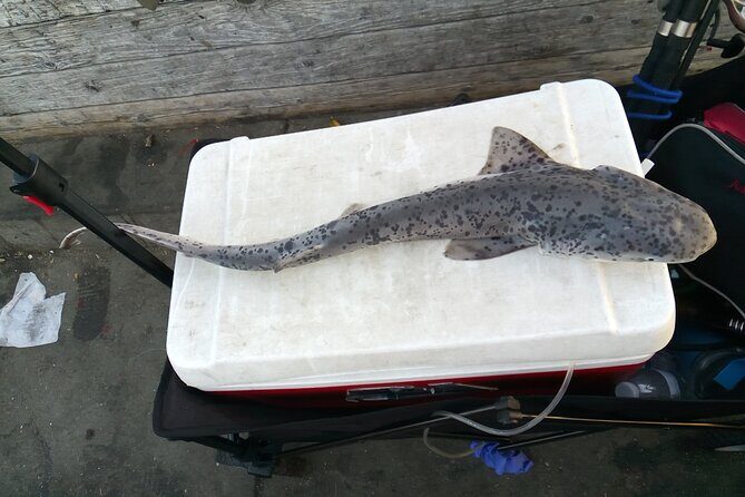 Bay Area Pier Fishing: Sturgeon, Sharks, and Stingray Hunt - FAQ