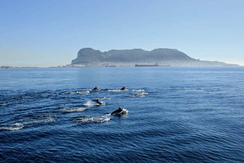 Bay of Gibraltar: Dolphin Cruise - A Closer Look at the Gibraltar Dolphin Cruise