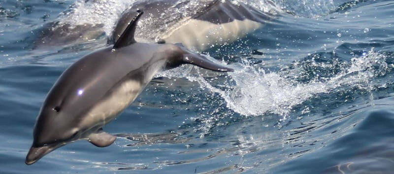 Bay of Gibraltar: Dolphin Cruise - Who Is This Tour Best For?
