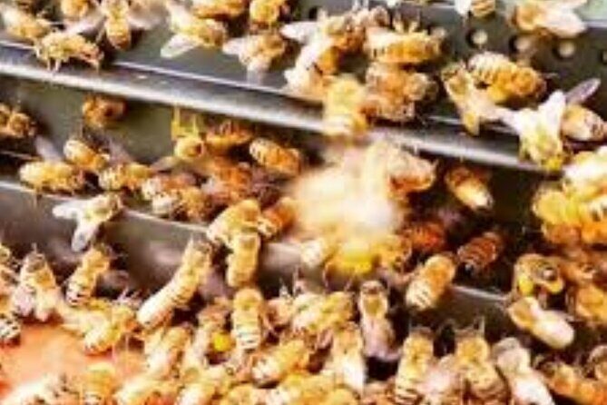 Bay of Islands - Explorer Tour - FAQs