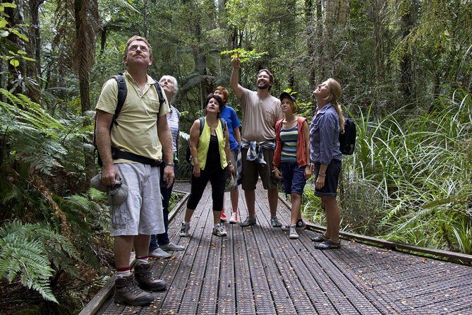 Bay of Islands Shore Excursion: Puketi Rainforest Guided Walk - Key Points