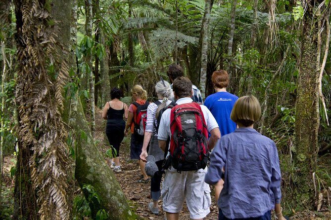 Bay of Islands Shore Excursion: Puketi Rainforest Guided Walk - The Itinerary in Detail