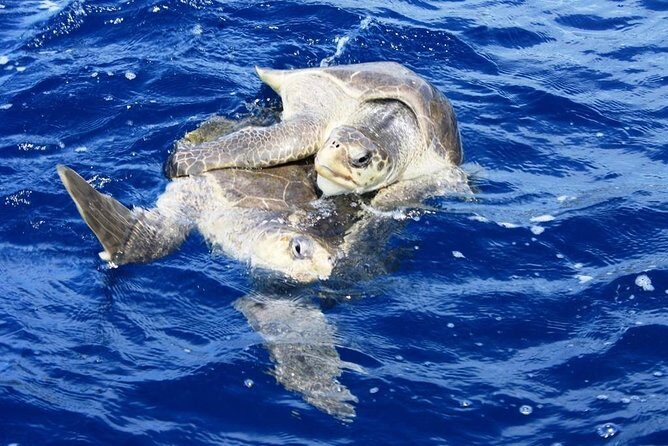 Bays of Huatulco Boat Tour - FAQs About the Bays of Huatulco Boat Tour