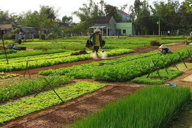 Be a Famer in Tra Que Vegetable Village and lantern making experiences day trip - An In-Depth Look at the Experience