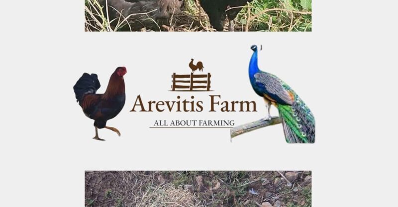 Be A Farmer for A Day in Arevitis Farm! - Key Points