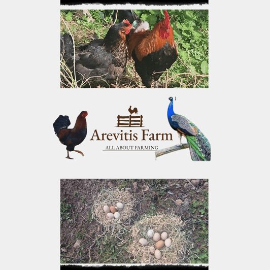 Be A Farmer for A Day in Arevitis Farm! - What You Can Expect from the Tour