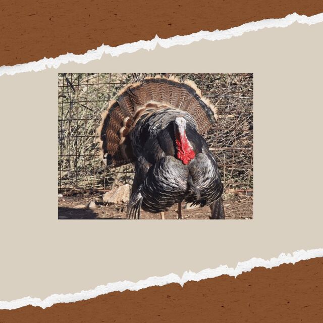 Be A Farmer for A Day in Arevitis Farm! - Who Will Love This Experience?