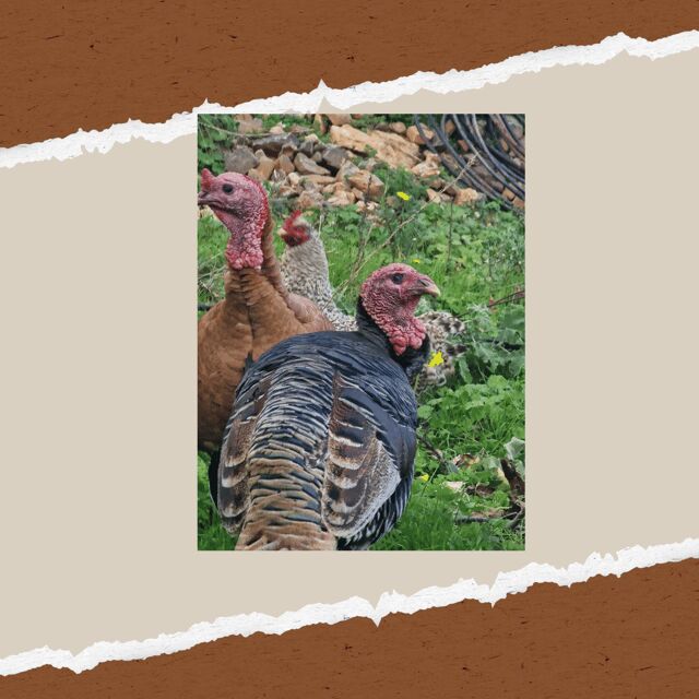 Be A Farmer for A Day in Arevitis Farm! - Final Thoughts