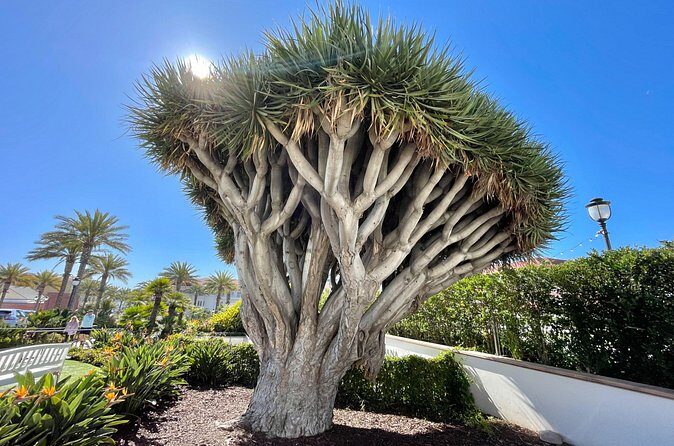 Beach and shopping Tour in San Diego (Private) - The Experience: Pros and Cons