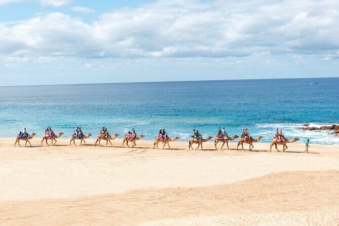 Beach Camel Ride & Encounter in Cabo - Frequently Asked Questions