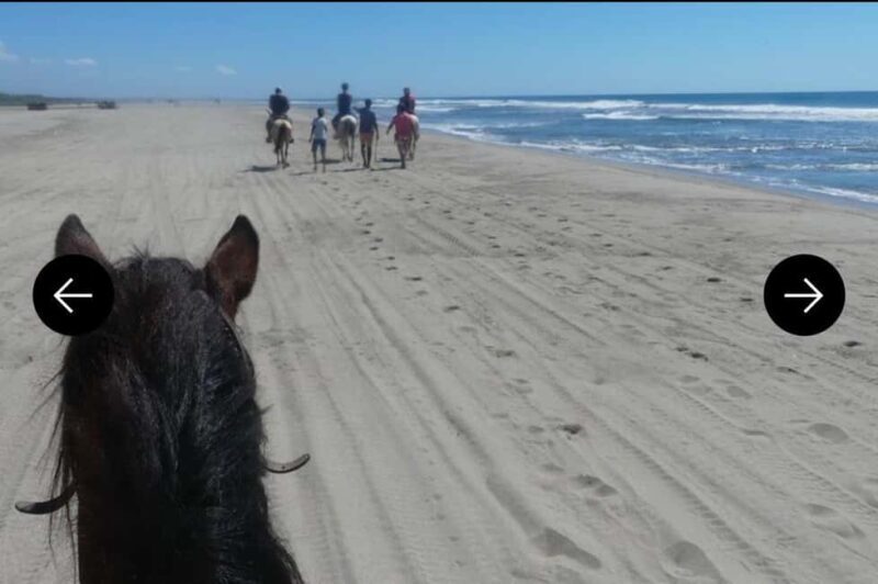 .Beach Horse Riding Turtle Release Crocodile Farm Experience - An In-Depth Look at the Tour