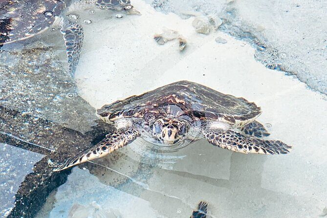 Beachcomber Island Day Trip Fiji's Authentic Island Experience - What the Reviews Say