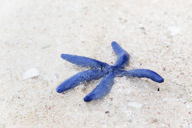 Beachlife & Tidepool Discovery at Desaru Coast Johor |JungleWalla - Practical Details
