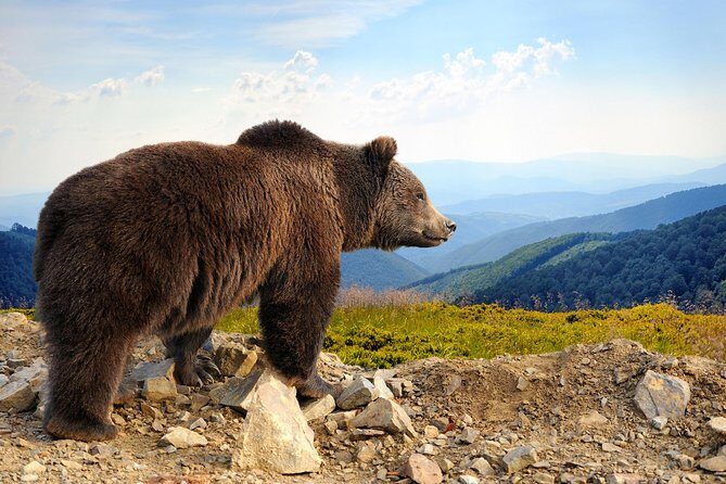 Bear Sanctuary and Bran Castle with a Professional Licensed GuideDay Trip - The Journey Starts in Brasov