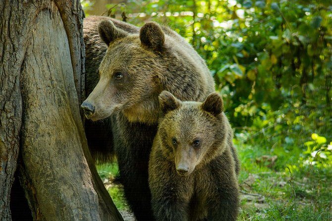 Bear Sanctuary and Dracula's Castle, 1-day Private Tour - Key Points