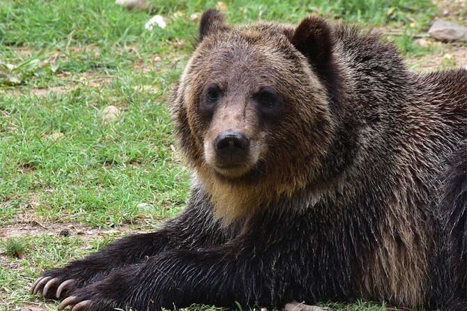 Bear Sanctuary and Dracula's Castle, 1-day Private Tour - Final Thoughts: Is This Tour Right for You?