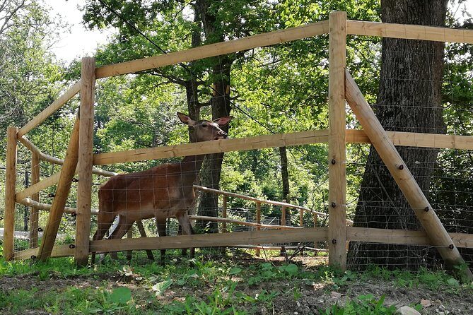 Bear Sanctuary and Dracula's Castle, 1-day Private Tour - Frequently Asked Questions