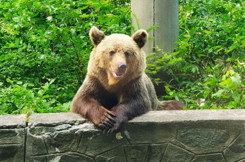 Bear Sanctuary, Dracula's Castle and Brasov | Private Tour - Is this Tour Worth the Price?