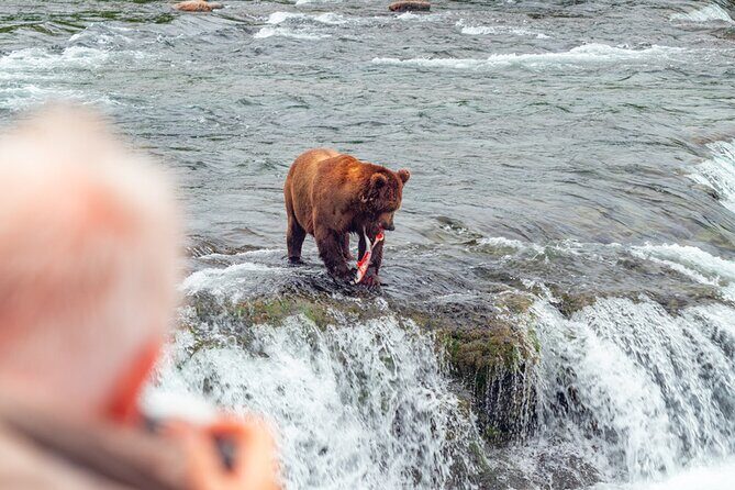 Bear Viewing at Brooks Falls in Katmai National Park - Meta Description: