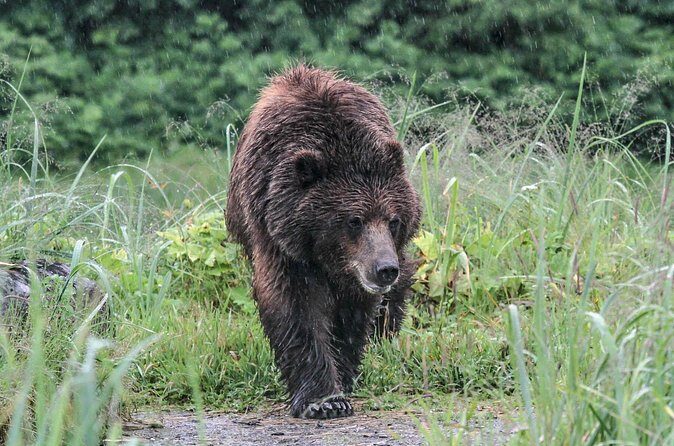 Bear Viewing at Pack Creek - Who Should Consider This Tour?