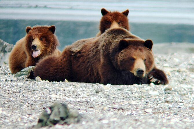 Bear Viewing at Waterfall Creek - Who Should Consider This Tour?