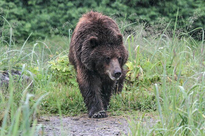 Bear Viewing at Waterfall Creek - FAQ: Your Questions About Waterfall Creek Bear Viewing
