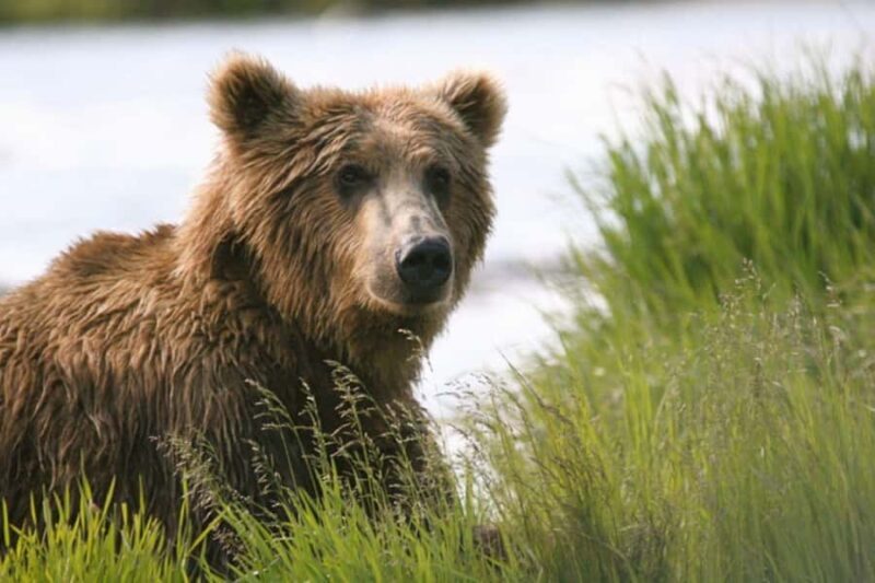Bear Viewing Tour from Homer, Alaska - Who Will Love This Tour?