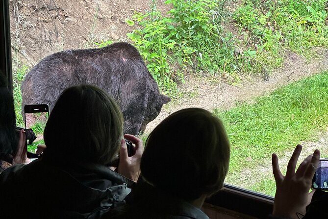 Bear Watching In Brasov: Observe Wild Bears From A Hideout (100%) - Bear Watching in Brasov: Observe Wild Bears From a Hideout