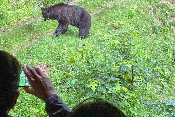Bear Watching In Brasov: Observe Wild Bears From A Hideout (100%) - Why This Tour Stands Out