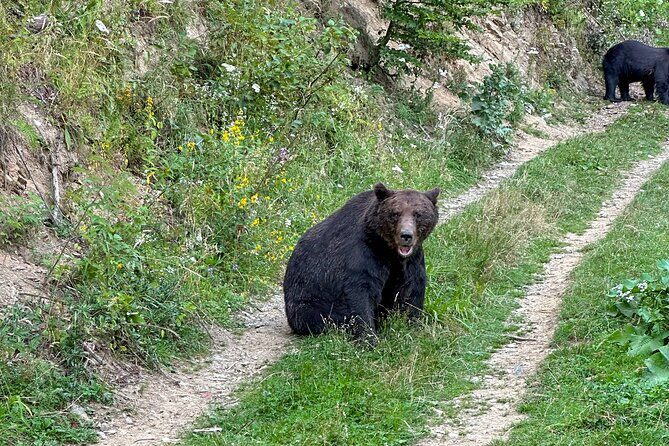 Bear Watching In Brasov: Observe Wild Bears From A Hideout (100%) - FAQ