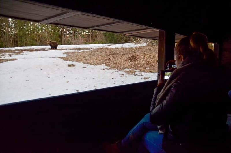 Bear watching in the Land of Volcanoes - Why This Tour Offers Great Value