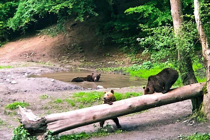 Bear Watching in The Wild from Brasov - Who Is This Tour Perfect For?
