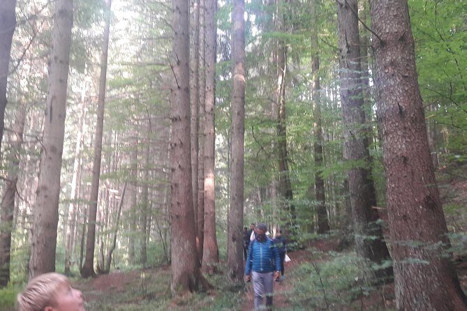 Bear Watching in The Wild from Brasov - FAQ