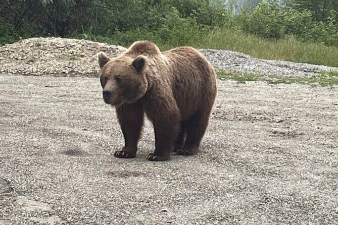 Bears and Dracula Private Full-Day Tour from Bucharest - An In-Depth Review of the Full-Day Romania Adventure