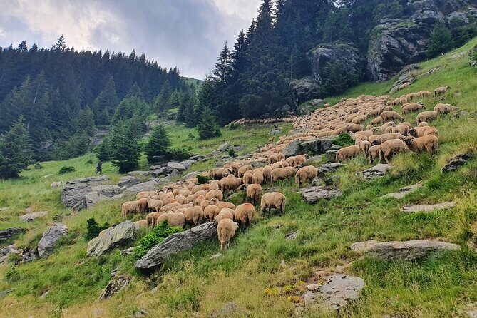 Bears and Dracula Private Full-Day Tour from Bucharest - Who Will Love This Tour?