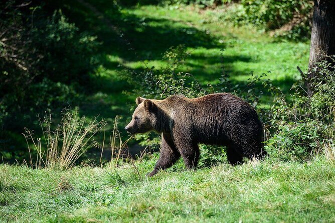 Bears Libearty Sanctuary and Dracula Bran Castle Day Trip - Review of the Bears Libearty Sanctuary and Dracula Bran Castle Day Trip