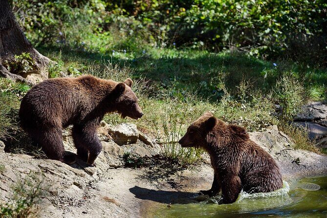 Bears Libearty Sanctuary and Dracula Bran Castle Day Trip - Key Points