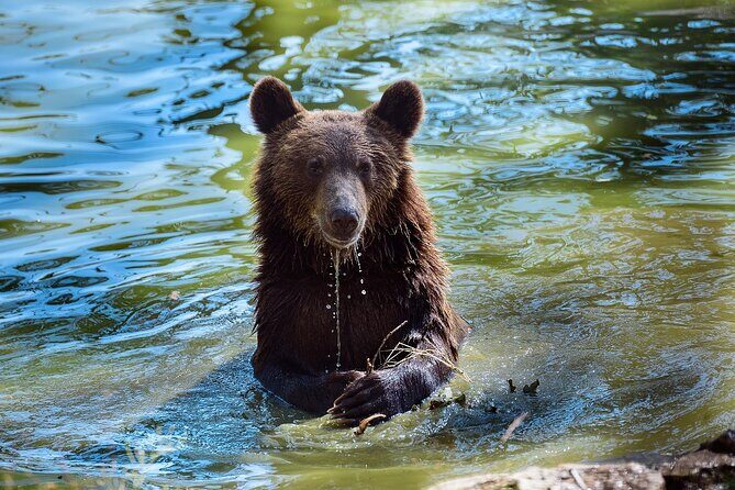 Bears Libearty Sanctuary and Dracula Bran Castle Day Trip - The Legend of Bran Castle: A Gothic Highlight