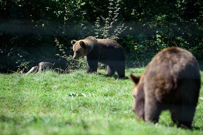 Bears Libearty Sanctuary and Dracula Bran Castle Day Trip - Authentic Insights from Past Travelers