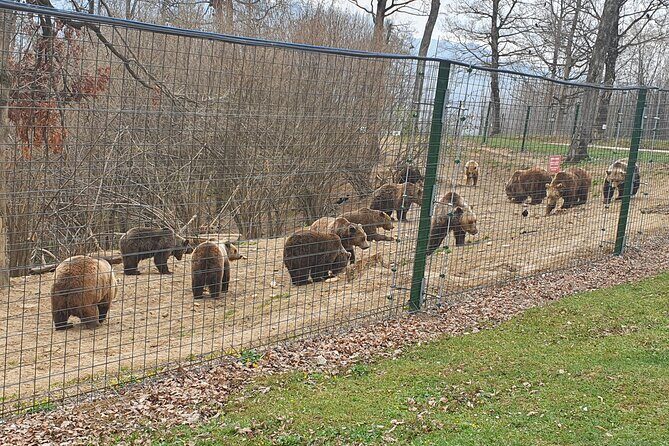 Bears Sanctuary, Dracula Castle and Brasov City - Full Day Trip from Bucharest - What’s Included and What’s Not