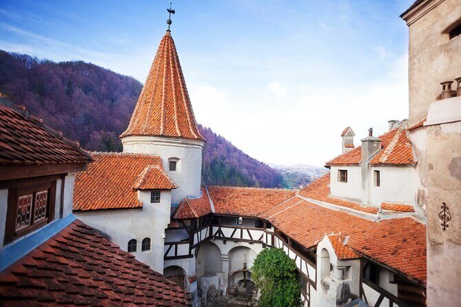 Bears Sanctuary, Dracula Castle and Poiana Brasov-Private day tour from Brasov - Detailed Review of the Tour Experience
