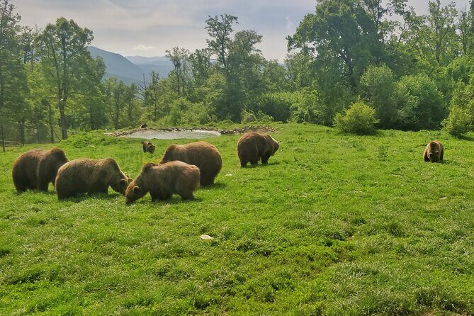 Bears Sanctuary, Dracula Castle and Poiana Brasov-Private day tour from Brasov - FAQ about the Bears Sanctuary, Dracula Castle, and Poiana Brasov Tour