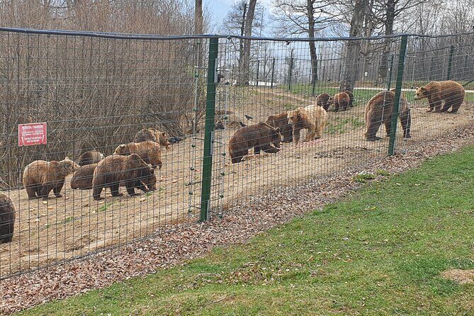 Bears Sanctuary, Dracula's Castle, Brasov Day Trip Private Tour from Bucharest - Who Is This Tour Best Suited For?