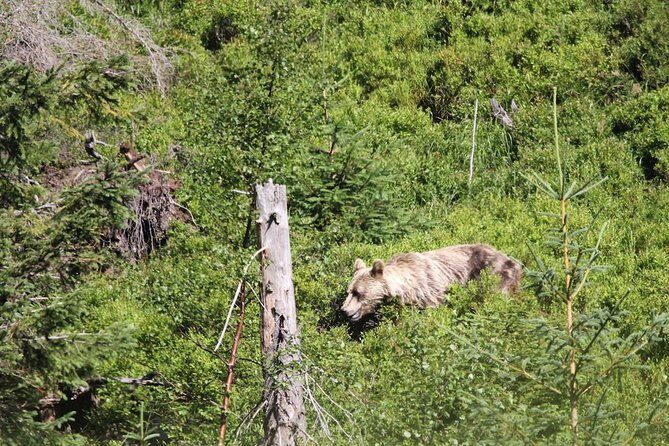 Bearwatching Hiking Day Tour in High Tatras from Poprad - Final Thoughts
