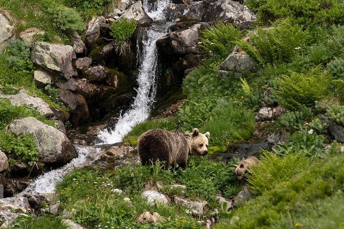 Bearwatching Hiking Day Tour in High Tatras from Poprad - FAQs