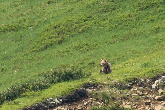 Bearwatching Hiking Day Tour in High Tatras from Poprad - Final Note