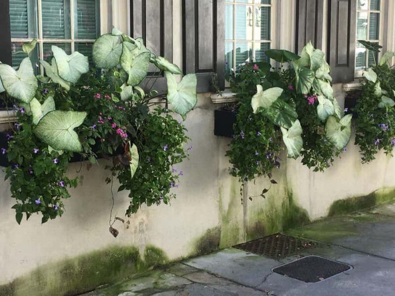 Beat The Heat! Evening Walking History Tour - The Value for Travelers