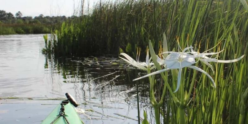 Beaufort: Guided Kayak Tour with Wildlife Viewing - FAQ