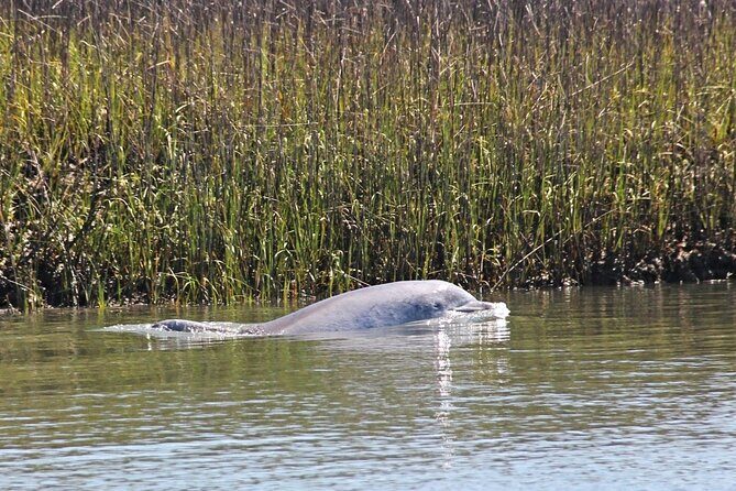 Beaufort Private Dolphin Excursions - Why This Tour Is a Great Choice